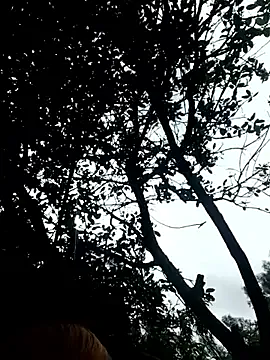 sophia_forest