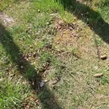 walddrinker